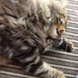 Foto del gato perdido en Saint Antoine De Ficalba