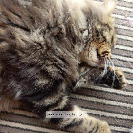 Foto 1/1 Snow Chat perdido en Saint antoine de ficalba