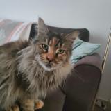 Foto del gato perdido en Les Arcs