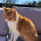 Foto del gato perdido en Wavrin