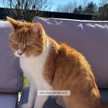 Foto 1/1 Oliver Chat perdido en Wavrin