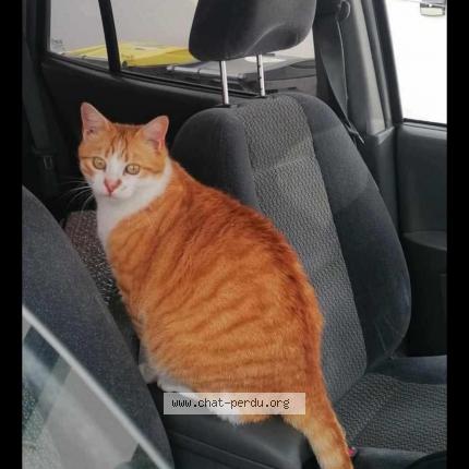 Foto 1/1 Harry Chat perdido en St julien l ars