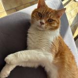 Foto del gato perdido en Wavrin