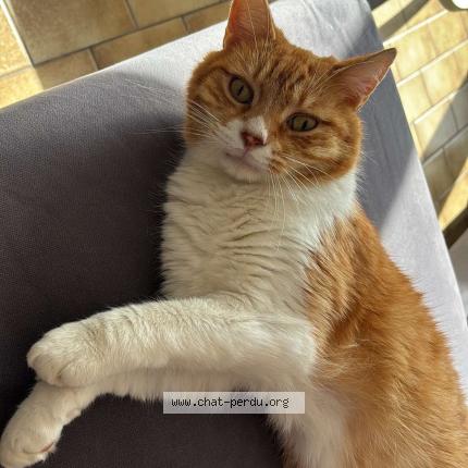 Foto 1/1 Oliver Chat perdido en Wavrin