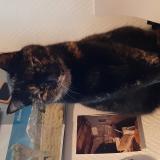 Foto del gato perdido en Chanceaux Sur Choisille