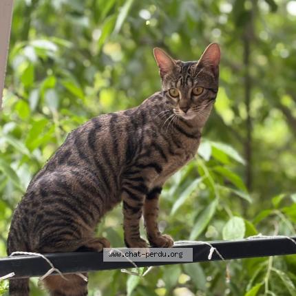 Foto 1/1 Romy Chat perdido en Montpellier