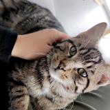 Foto del gato perdido en Chaumercenne