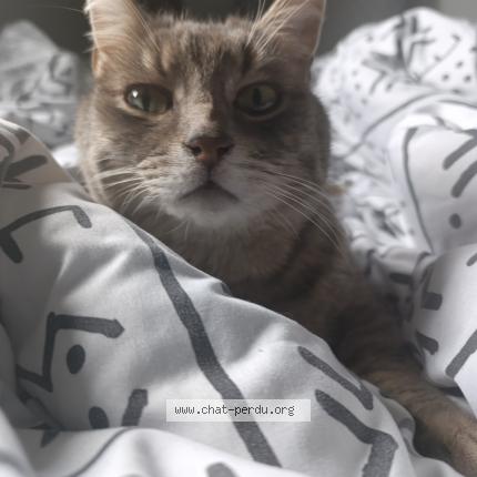 Foto 1/2 Silver Chat perdido en Savenay