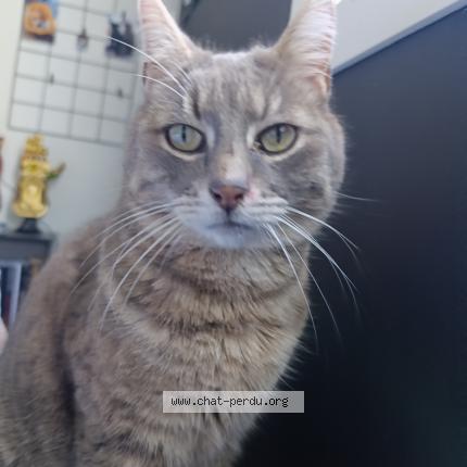 Foto 2/2 Silver Chat perdido en Savenay