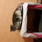 Foto del gato perdido en Lewarde