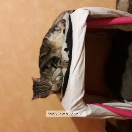 Foto 1/1 Bizoute Chat perdido en Lewarde