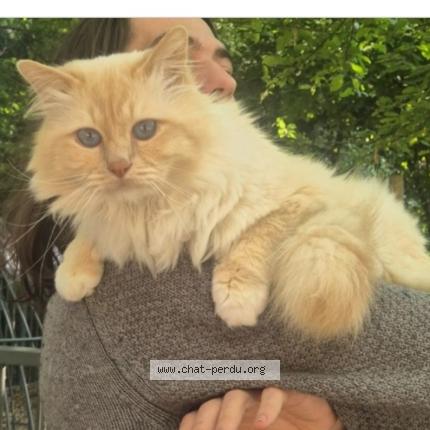 Foto 1/1 Yang Chat perdido en Lille