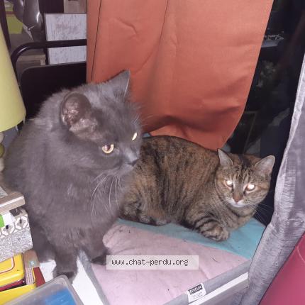 Foto 1/1 Bredy Chat perdido en Cap d agde