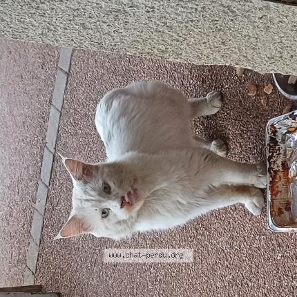 Foto 1/1 Gato encontrado Encontrado en St ouen les vignes