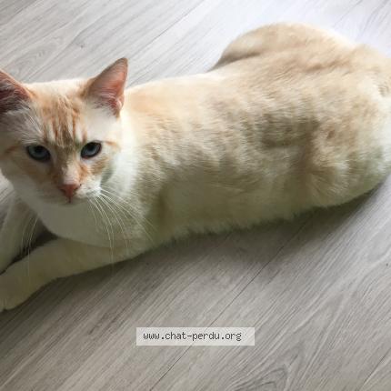 Foto 1/1 Jo Chat perdido en Lille