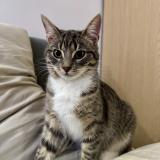 Foto del gato perdido en Croissy Sur Seine