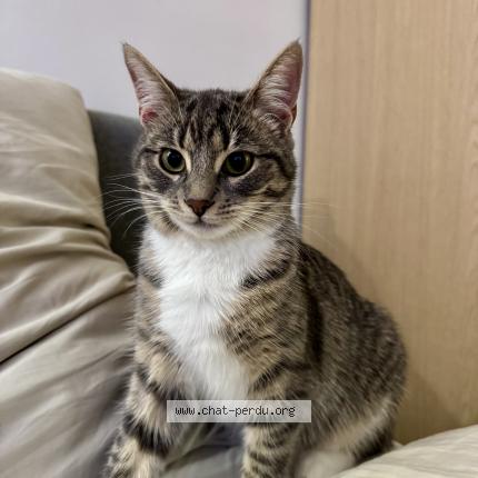 Foto 1/1 Kaly Chat perdido en Croissy sur seine