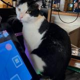 Foto del gato perdido en Paris