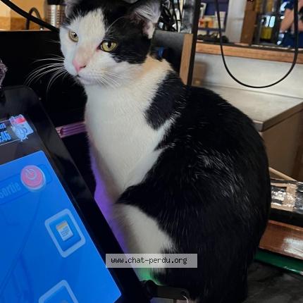 Foto 1/2 Gato encontrado Perdido en Paris