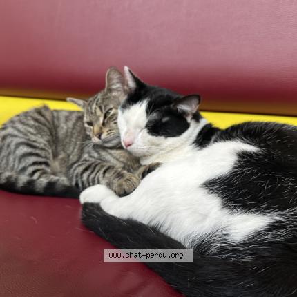 Foto 2/2 Gato encontrado Perdido en Paris