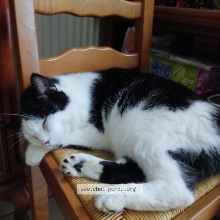 Foto 1/1 Leky Chat perdido en Pessac