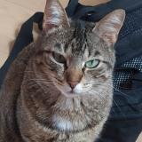 Foto del gato perdido en Acheres