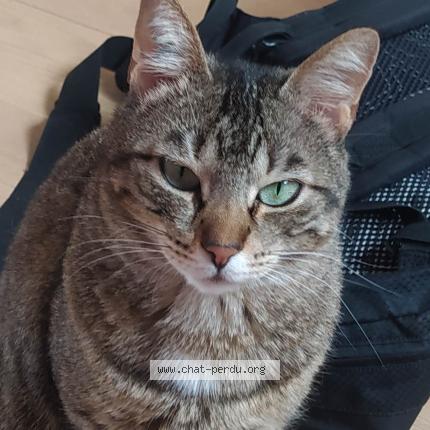 Foto 1/1 Freyja Chat perdido en Acheres