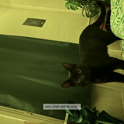 Foto 1/1 Luccio Chat perdido en Rouen