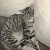 Foto del gato perdido en Lumigny Nesles Ormeaux