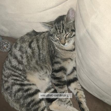 Foto 1/2 Mia Chat perdido en Lumigny nesles ormeaux