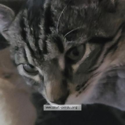 Foto 2/2 Mia Chat perdido en Lumigny nesles ormeaux