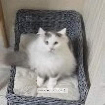 Foto 1/1 Gabin Chat perdido en Cloyes les trois rivieres