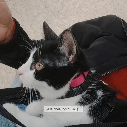 Foto 1/1 Louna Chat perdido en Amiens