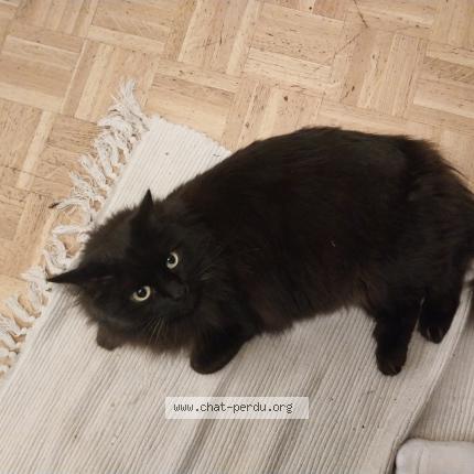 Foto 1/1 Pixi Chat perdido en Paris