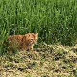 Foto de gato encontrado en Aunainville