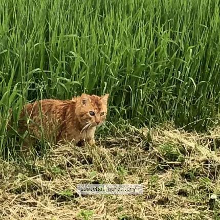 Foto 1/1 Gato encontrado Encontrado en Aunainville