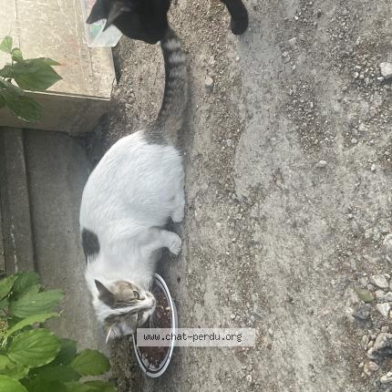 Foto 1/1 Gato encontrado Encontrado en Nanterre