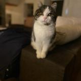 Foto del gato perdido en Le Mont Pelerin