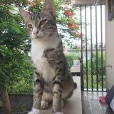 Foto del gato perdido en Coimbatore