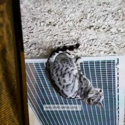 Foto 1/1 Gato encontrado Encontrado en Bruttelen