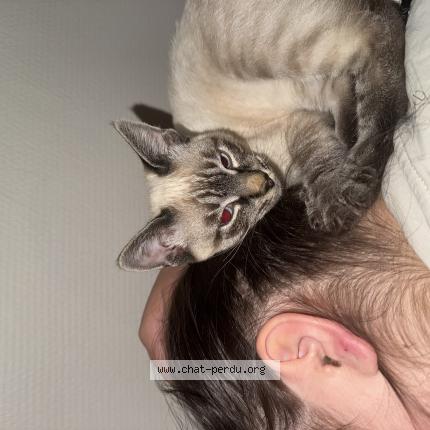 Foto 1/1 shiro Chat perdido en Gond pontouvre