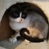 Foto del gato perdido en Pin