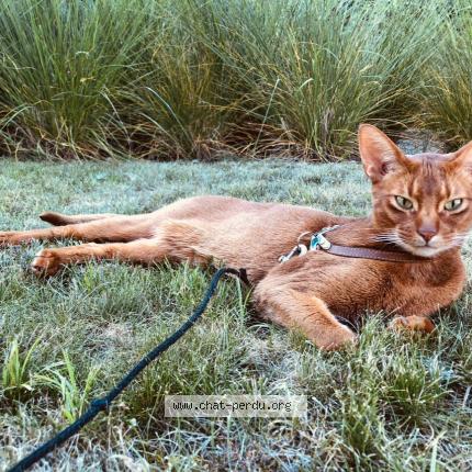 Foto 1/1 Gaston Chat perdido en Westmalle