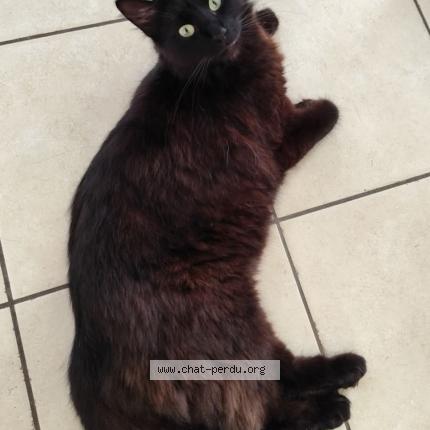 Foto 1/1 Taïga Chat perdido en Coudrecieux