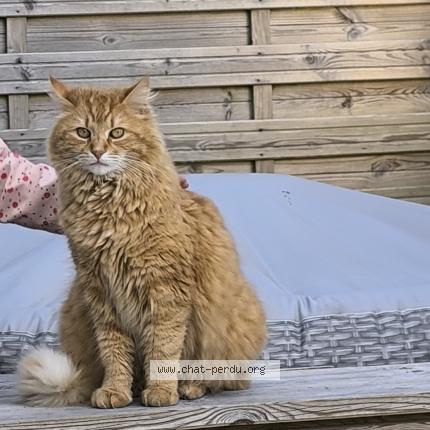 Foto 1/1 Tigrou Chat perdido en Criquetot sur ouville