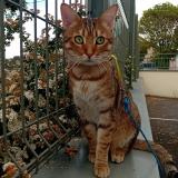 Foto del gato perdido en Bois Le Roi