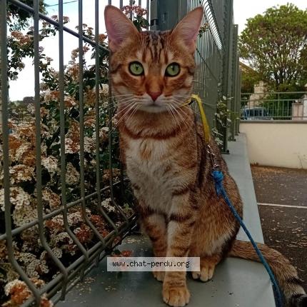 Foto 1/1 Kamel Chat perdido en Bois le roi