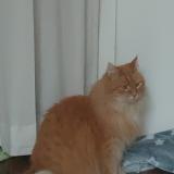 Foto del gato perdido en Lyon