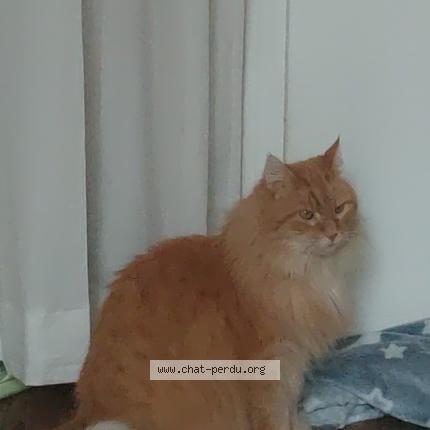 Foto 1/1 Markis Chat perdido en Lyon