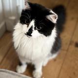 Foto del gato perdido en Angers